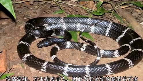 陆地第四毒蛇银环蛇中国最毒的蛇
