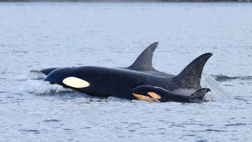 科学界首次揭秘虎鲸杀婴事件!原来都是为了爱!
