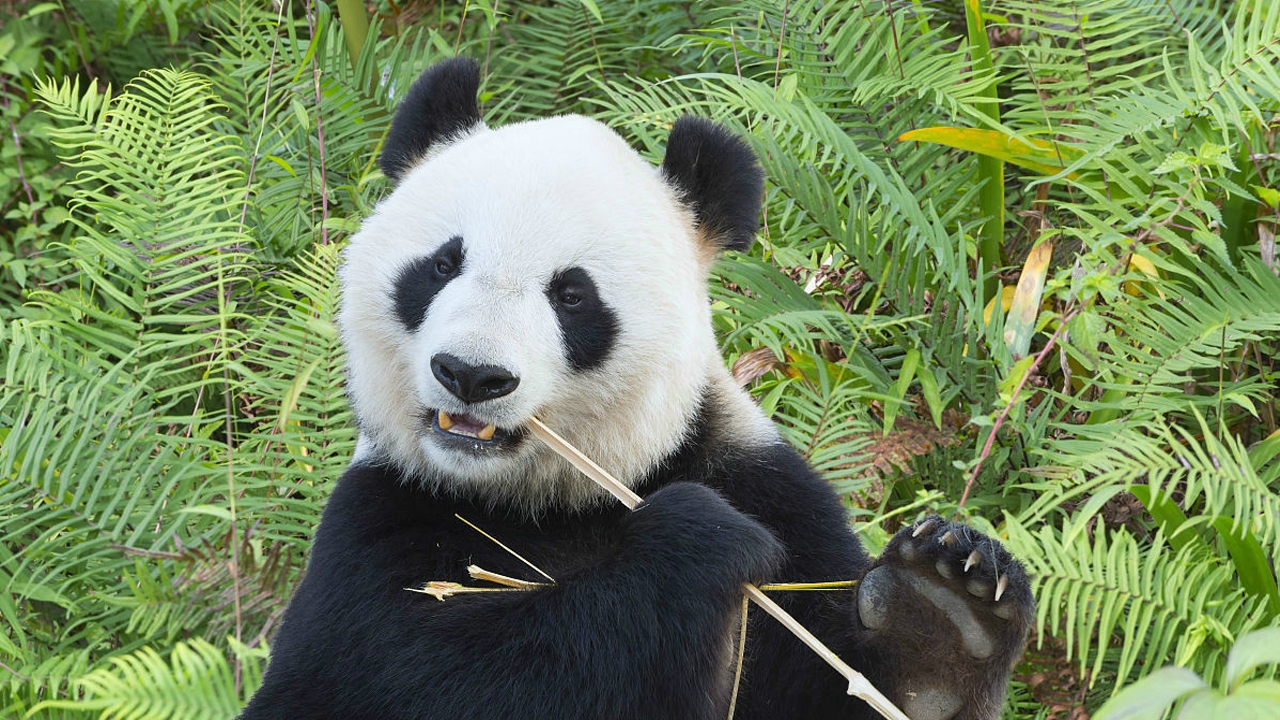 我国十大最珍贵的濒危动物