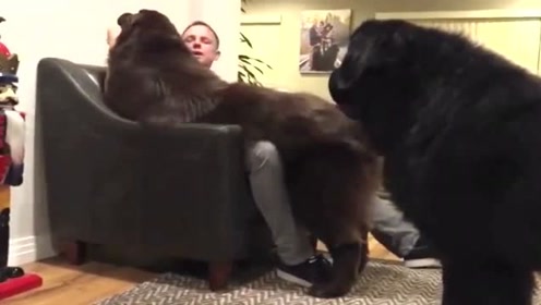 超大型犬 腾讯视频