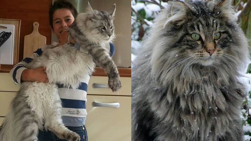 世界最大的猫 腾讯视频