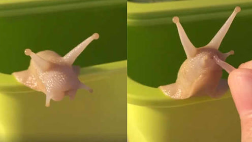 萌化!蜗牛宝宝吃柚子,嘴巴好小呀