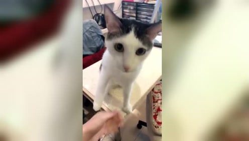 同主人握手的猫猫 腾讯视频