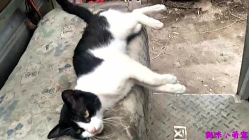 傻眼猫咪 腾讯视频