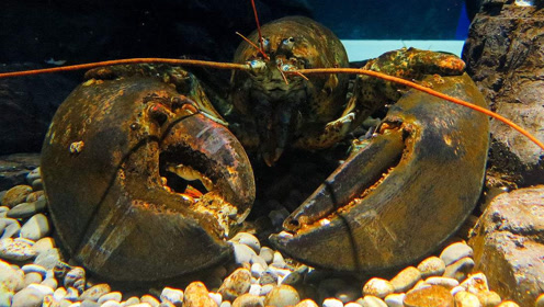 这巨无霸龙虾的钳子看起来太可怕,感觉一钳子能把我手臂夹断