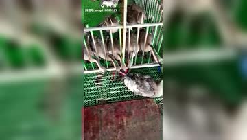 动物皆有灵性，看到同伴即将被抓走，它们都在竭尽全力的救它