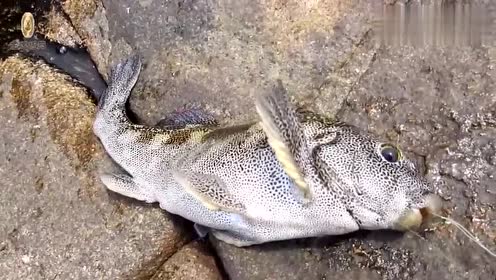 海钓神饵 腾讯视频