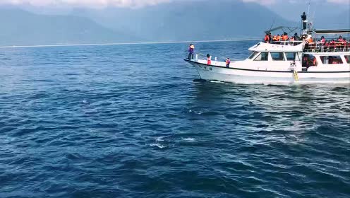 赏鲸 腾讯视频