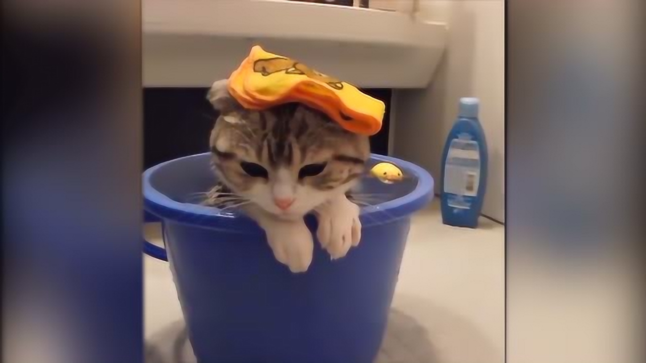 小猫抱着一个大冰淇淋,一个劲在那儿吃,网友:慢点吃都是你的