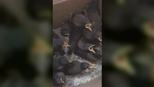 孵化箱 腾讯视频