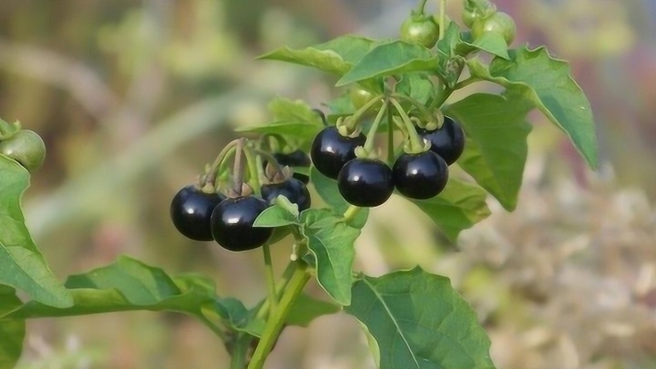 野葡萄 中草药 搜狗百科
