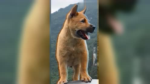 华夏帝王犬,一看就是看家护院的好手,拥有王者的霸气