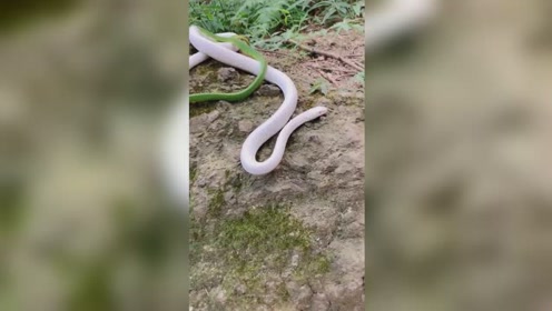 小白与小青,现实版的白蛇传