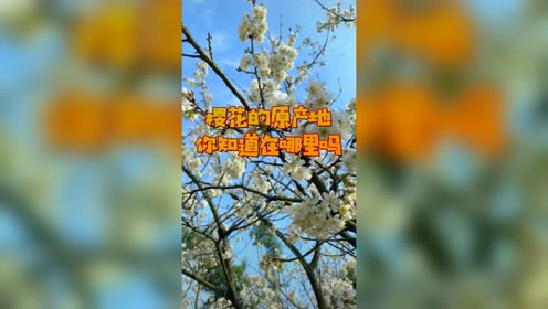 樱花的原产地,你知道在哪里吗,说起樱花大家想到的就是日本