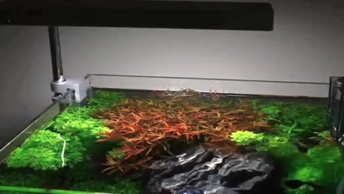Ada水草缸 腾讯视频