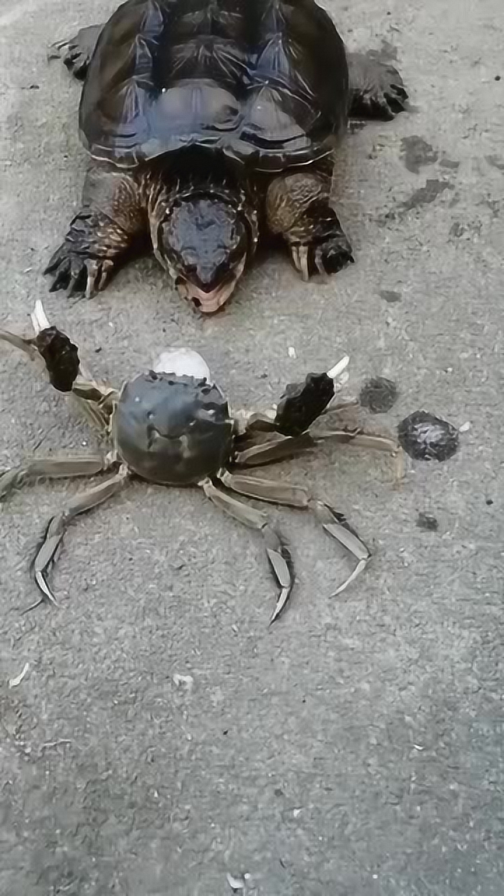 老鳖的嘴巴有多厉害?眼前的一幕,我的下巴都快惊掉了!