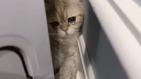 小猫躲在角落里哭泣