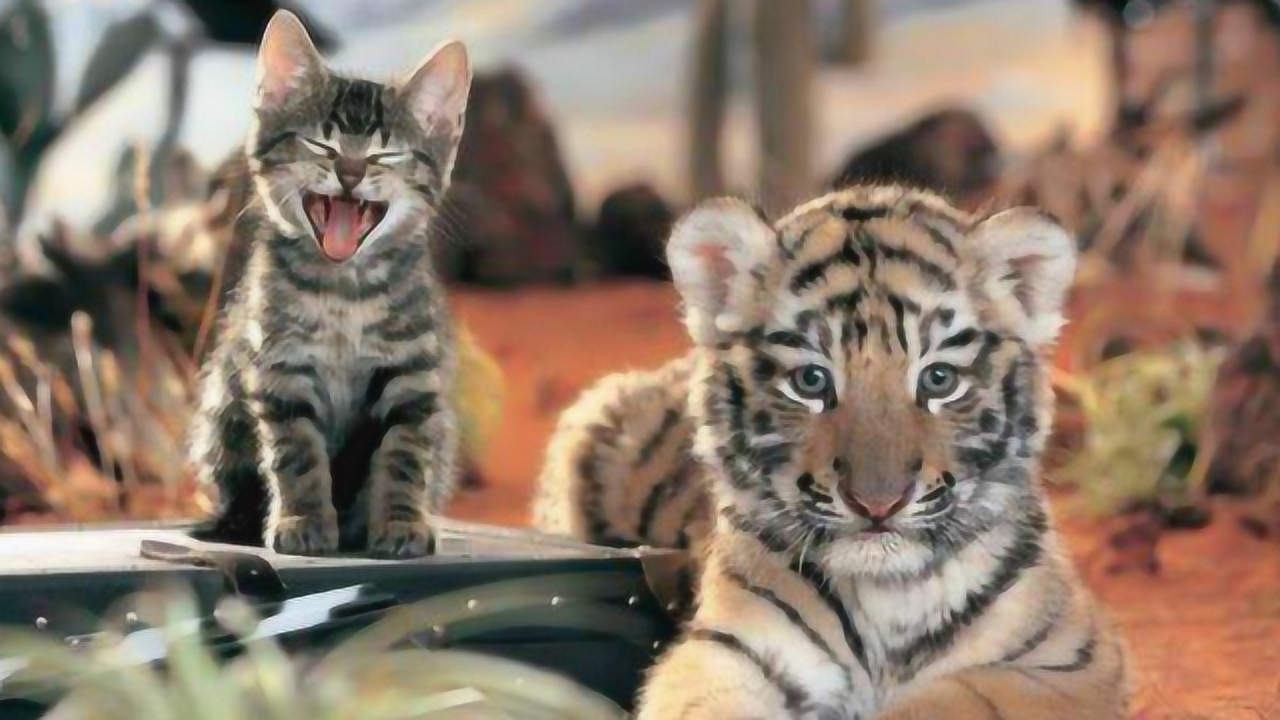 猫咪自从见过老虎,就像换了只猫一样,网友:送回来的是老虎吧?