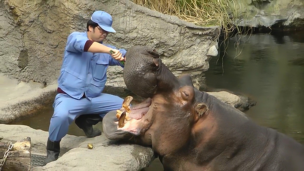 饲养员给河马刷牙,动作让人捏把汗,真担心突然闭上嘴巴!