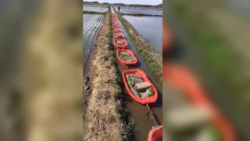 这就是农民的智慧,不用电不烧油运苗!