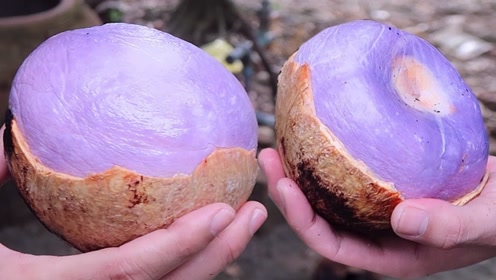 吃过紫色椰子吗?外国小哥把椰子裹着烤,敲开果肉的颜色非同一般