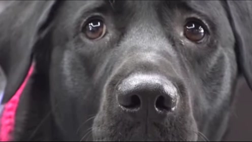 训练小黑狗的第一天