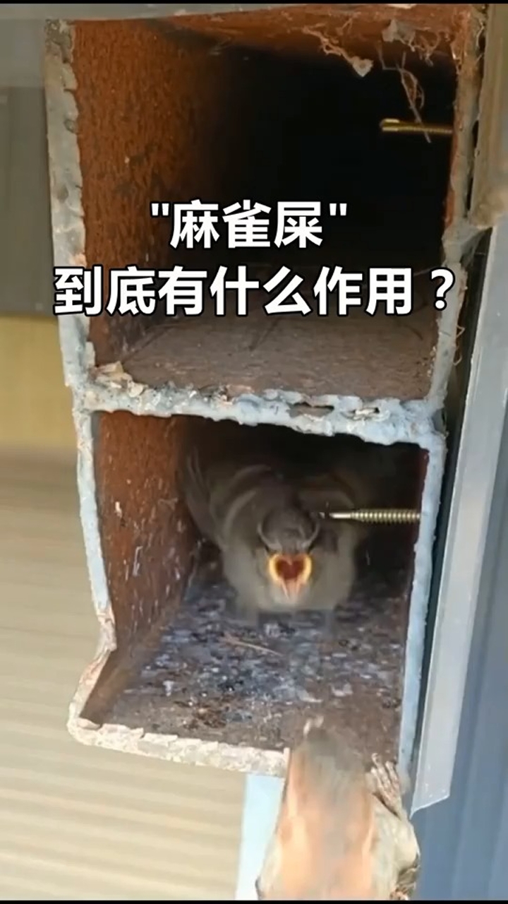 "麻雀屎"到底有什么用?原来我们经常可以用到!