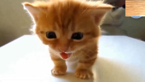 小黄猫爆笑 腾讯视频