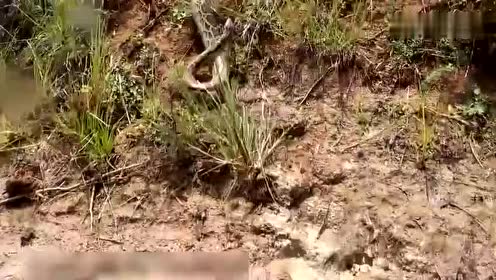 沙羅曼蛇 腾讯视频