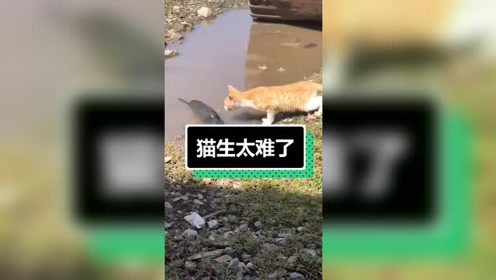 傻眼猫咪 腾讯视频