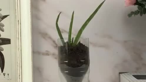 Diy花盆 腾讯视频