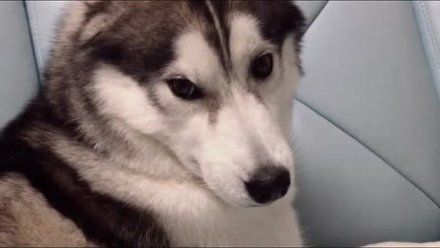 哈士奇真会演一脸委屈的样子,好像自己受了多大委屈似的