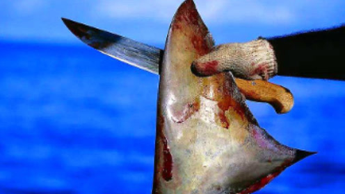 剧笑扒0:01:19世界上最懒的鱼,鱼鳍退化成吸盘,吸鲨鱼身上搭"顺风车"!