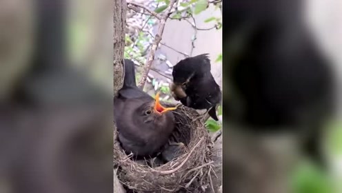 乌鸦反哺,这样的画面让人感动,有的人活得还不如动物