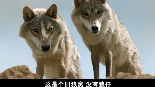 揪狼耳残忍合影 腾讯视频