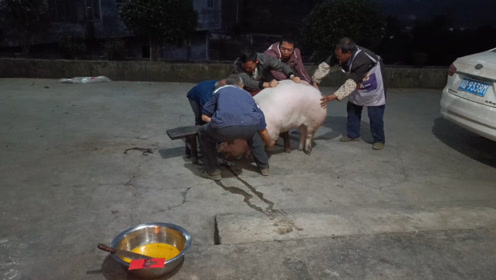 四川农村杀年猪,300多斤的猪5个人拿下,杀猪饭摆了3大桌!