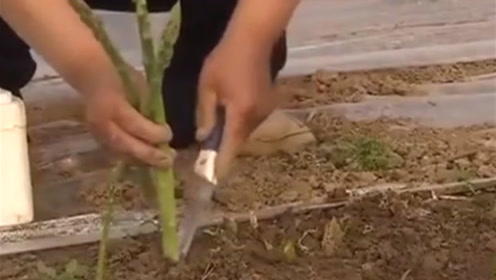 芦笋的栽培 腾讯视频