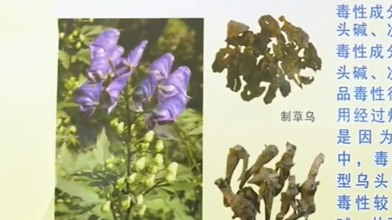 草乌(毛茛科乌头属植物)_搜狗百科