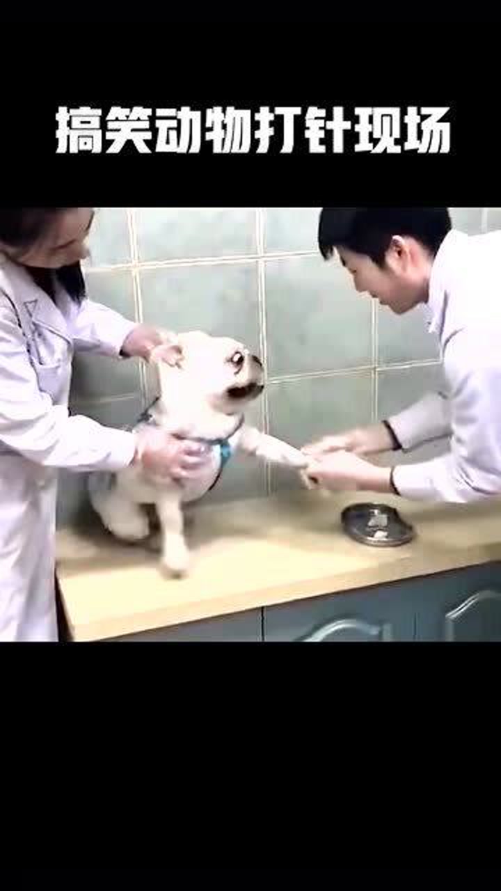 搞笑动物打针现场,你觉得哪种动物最怕打针?