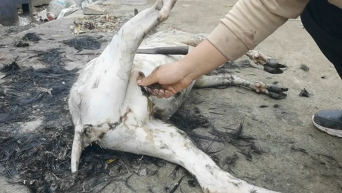 间:2020-06-07实拍农村杀羊现场,小伙头一回宰羊没经验,连杀鸡的法子