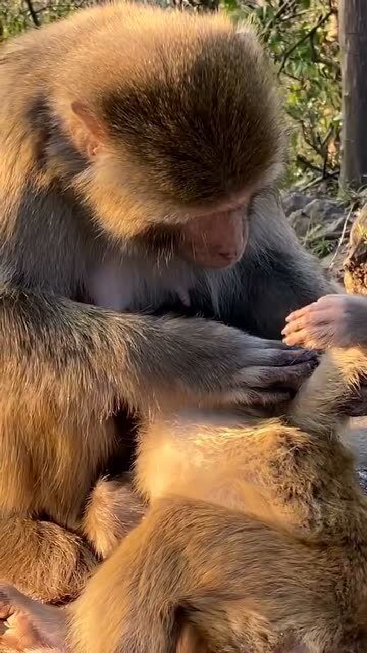 小猴子睡觉,猴妈妈就在一旁挠痒痒,真有爱!