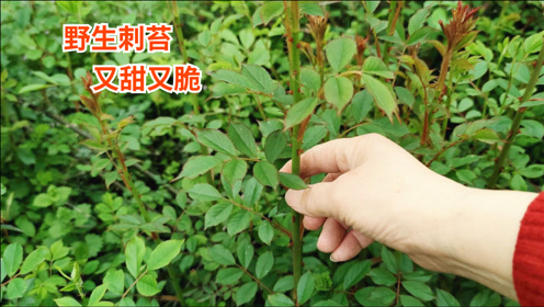 蔷薇的春天 腾讯视频
