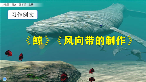 风向袋 腾讯视频