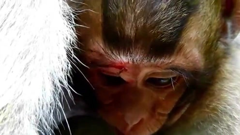 小女儿鼻青脸肿,猴妈让它喝奶喝饱,真有趣
