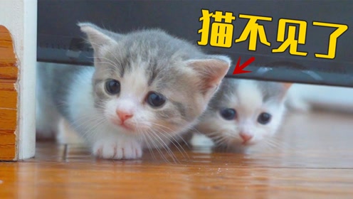 萌猫宝哥哥 腾讯视频