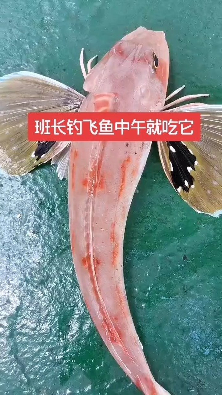 飞鱼磁力=2025磁力猫官网