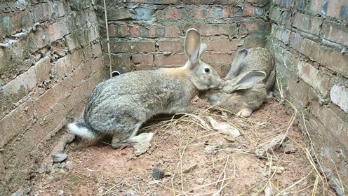 兔子野外交配全过程