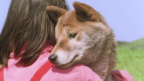 《柴犬奇迹物语》感动6亿人的电影!请自备纸巾!