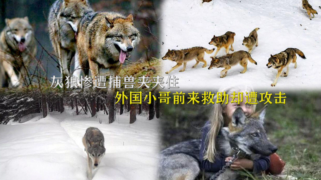 灰狼 食肉目犬科动物 搜狗百科