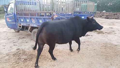 乡镇牛市,一头黑色土黄牛交易成功,牛主人说这牛太难得了